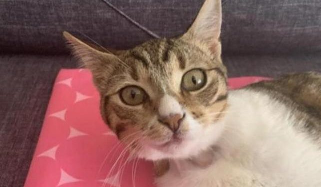 Gebe kediyi pitbulla parçalattılar: 3 gözaltı