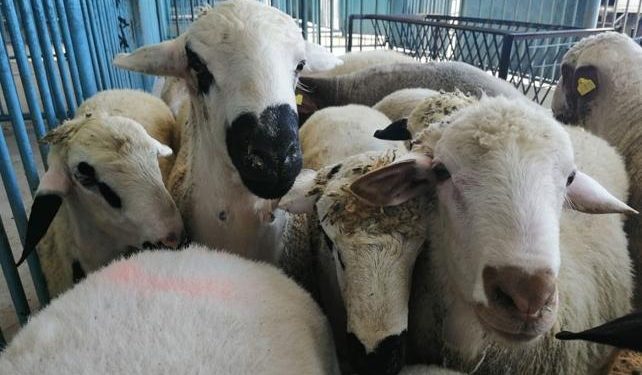 İzmir’de 20 mahalle ‘veba’ şüphesi ile karantinaya alındı