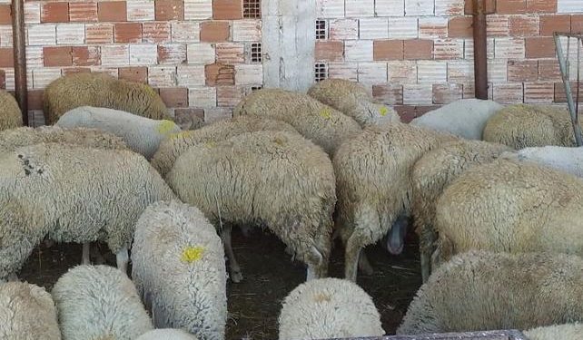 Bergama’da 25 koçun vebadan öldüğü belirlendi