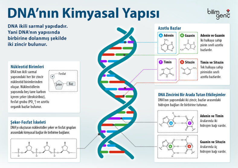 Genotoksinin DNA Üzerindeki Kanıtlanmış Zararları ve Etkileri [2026] - Kapak Görseli